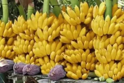 Bananas