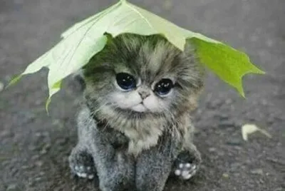 (135) Gatinho