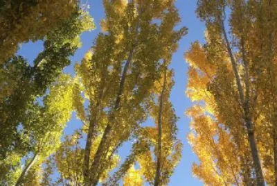 Ã¡lamos mendocinos