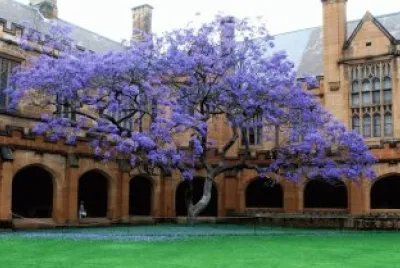 jacaranda