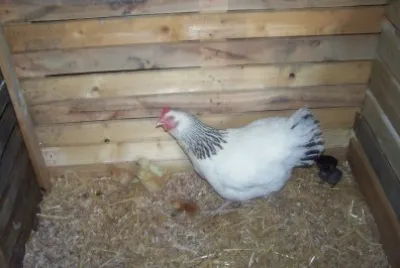 maman et ses petits