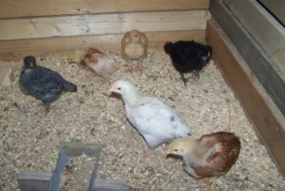 poussins ados