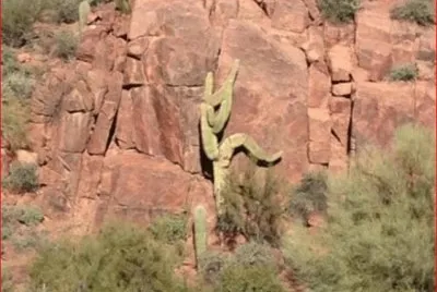CACTUS ESCALADOR