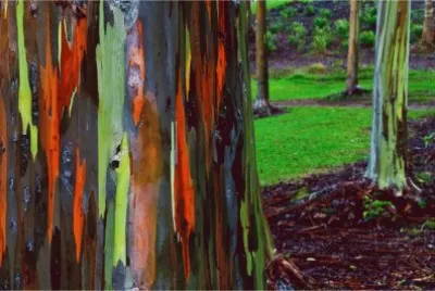 colores
