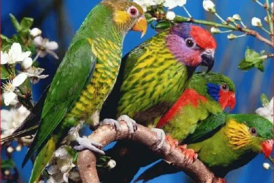 פאזל של CHULADA DE PERICOS