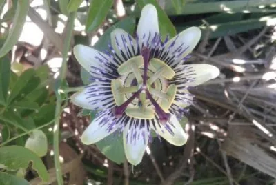 flor de mburucuyÃ¡