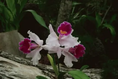 orchideen