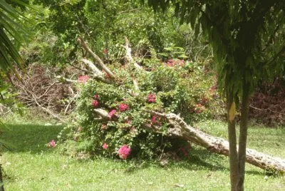 פאזל של Flores, paisajes, aves y cosas simples de la naturaleza