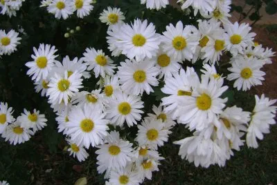 VÃ¡rias flores para homenagear a primavera jigsaw puzzle