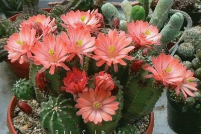 (139) Flores