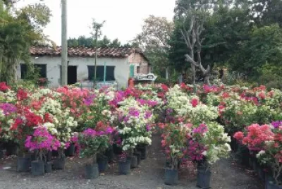 flores