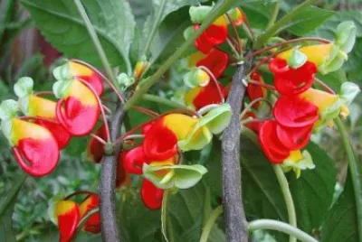 impatiens niamniamensis