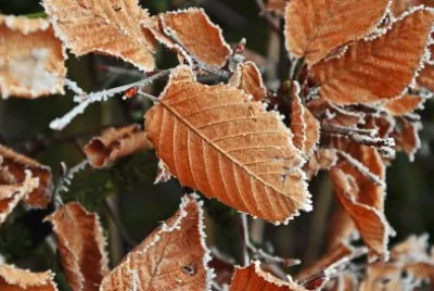 herbst