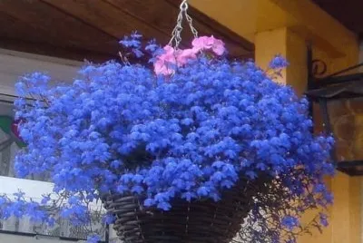 imagens