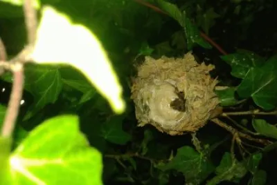colibrÃ­es reciÃ©n nacidos
