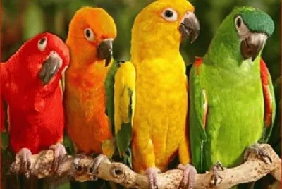 LOROS ATENTOS