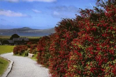 NATUREZA jigsaw puzzle