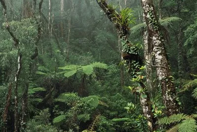 Borneo Rainforest