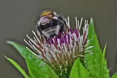 hummelbesuch