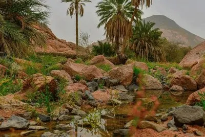 Oasis-Arabia SaudÃ­