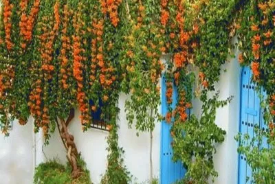 Frigiliana-Malaga