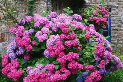 פאזל של jardim