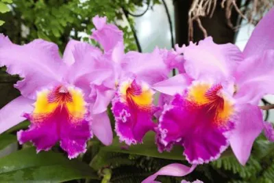 פאזל של Orquideas