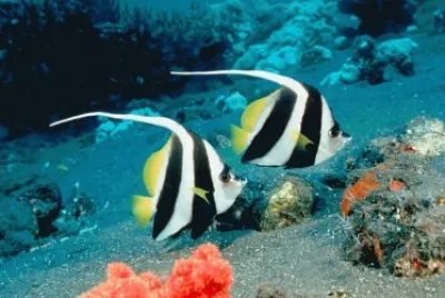 4-