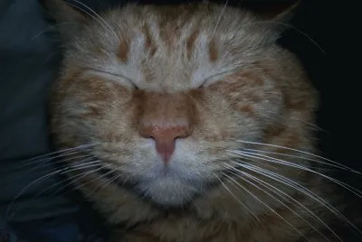 mi gato