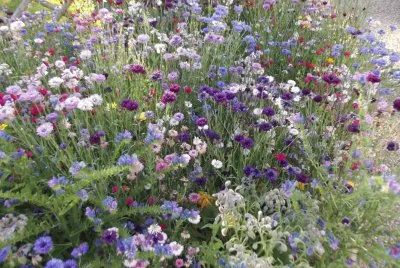 פאזל של jachÃ¨re