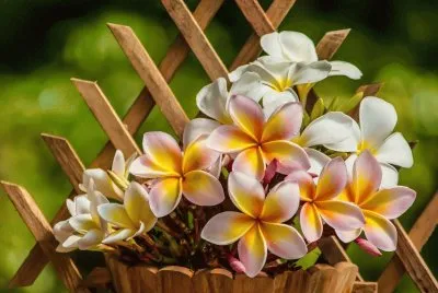 פאזל של akakkanbnbnbnbn