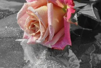 פאזל של (149) Rosa