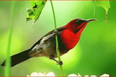 PAJARO COLORADO
