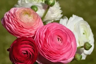 פאזל של imagens