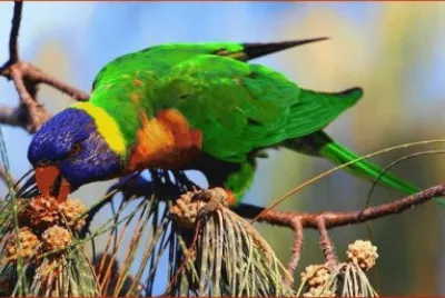 פאזל של LORO CABEZA AZUL