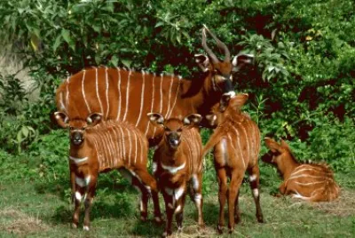 Bongo