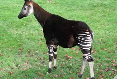 Okapi