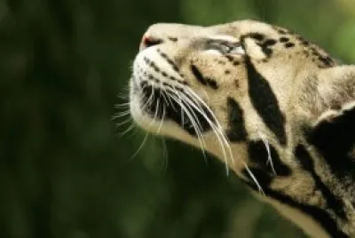 Leopardo nublado