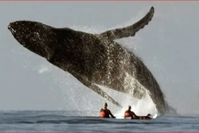 BALLENA SALTANDO