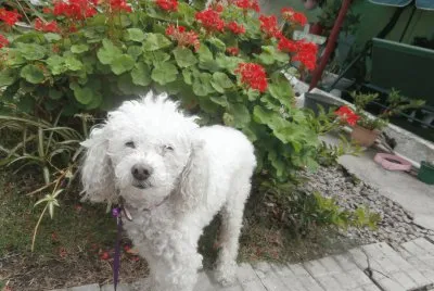 פאזל של DAISY MI CANICHE