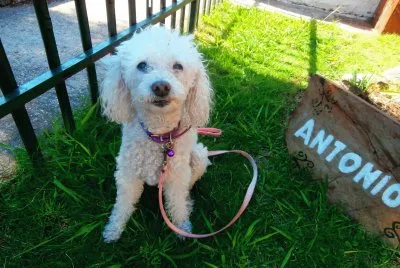 CANICHE