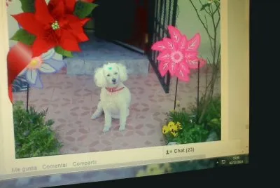 פאזל של MI NENA