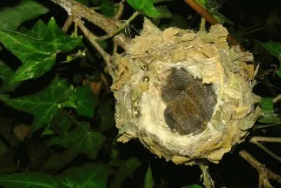 colibrÃ­es en crecimiento
