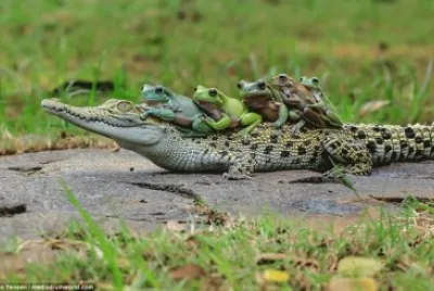 Cinco Ranas Van De Aventon Sobre Un Caiman