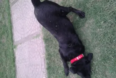 labrador estrenando collar