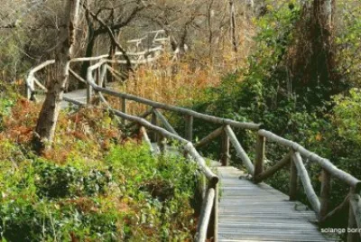 ponte