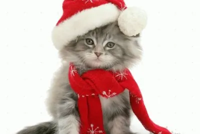 (158) Gatinho