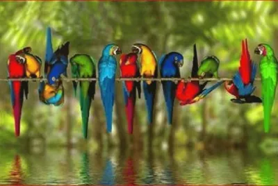 PERICOS DE COLORES