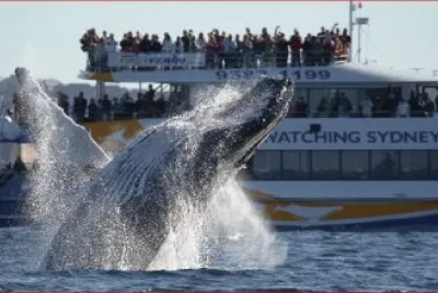 BALLENAS EN SYDNEY