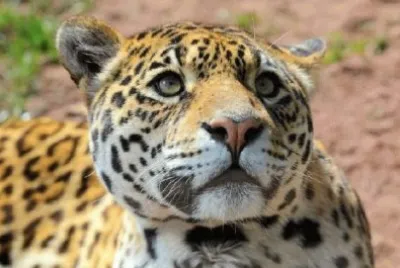 JAGUAR